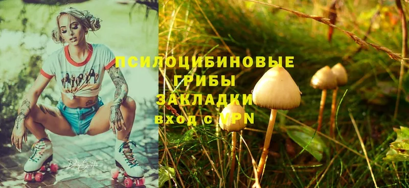 Псилоцибиновые грибы Psilocybe Котлас